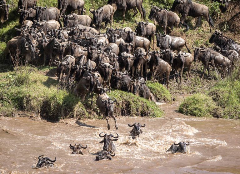 Migration Safaris